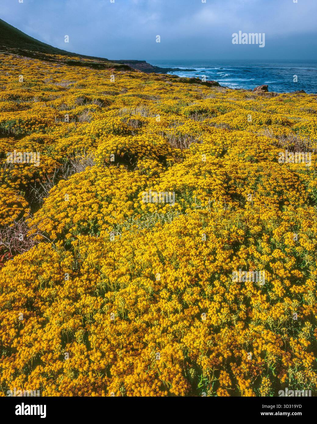 Yarrow, Achillea millefolium, Soberanes Point, Garrapata State Park, Big Sur, Monterey County, Kalifornien Stockfoto