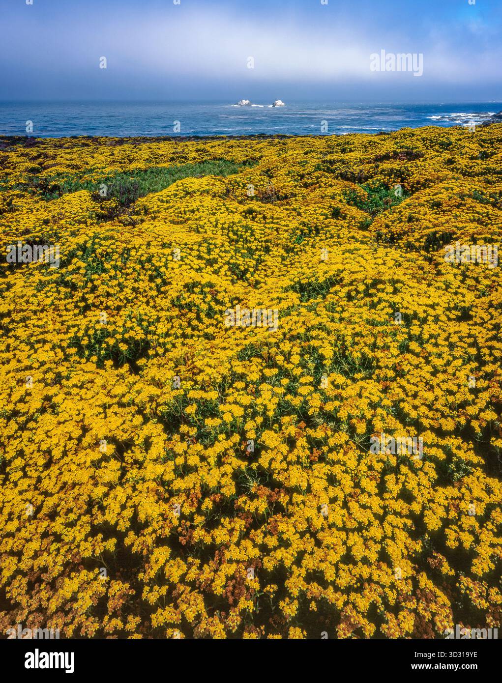 Yarrow, Soberanes Point, Garrapata State Park, Big Sur, Monterey County, Kalifornien Stockfoto