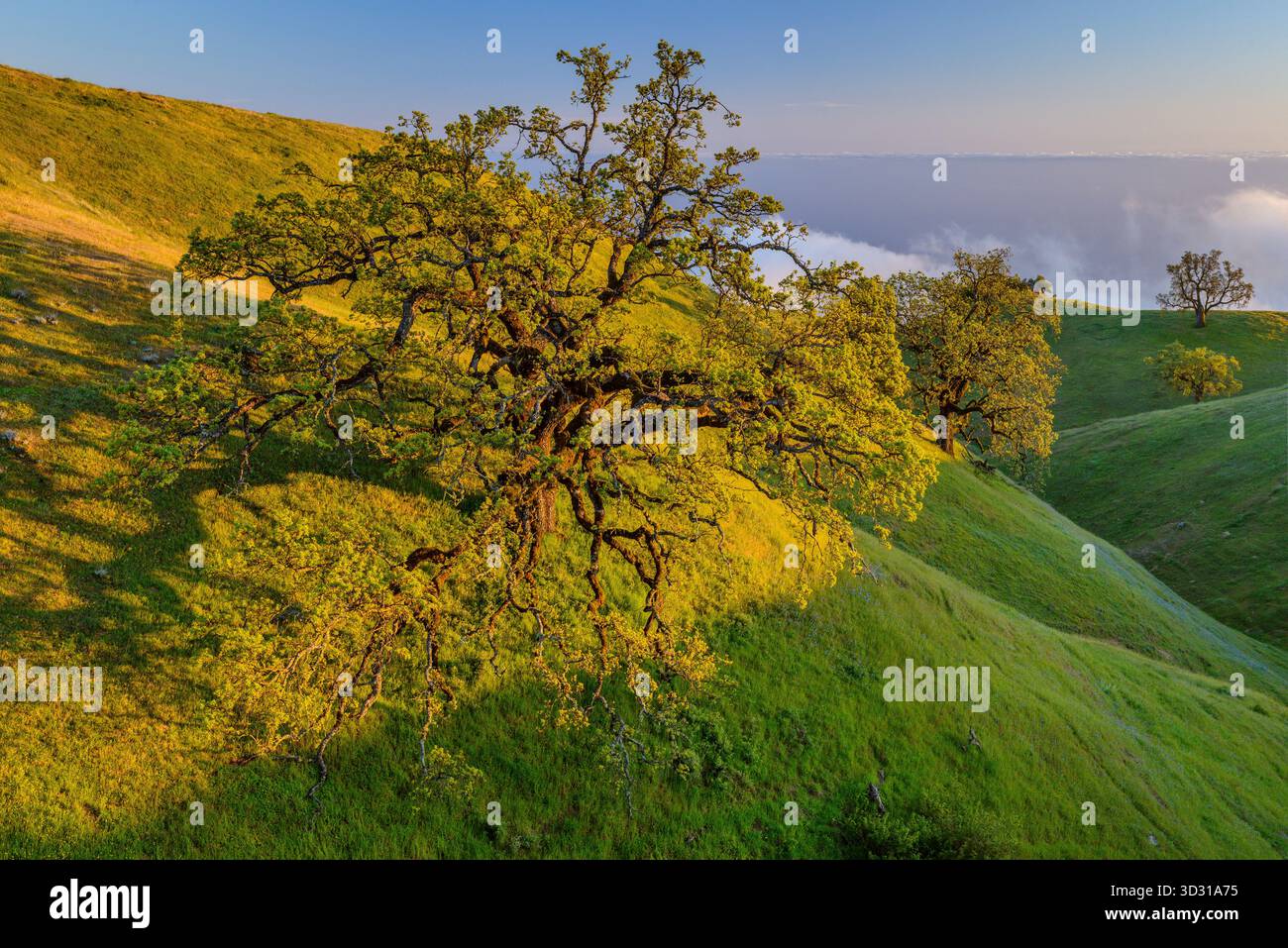 Küste leben, Eichen, Los Padres National Forest, Big Sur, Monterey County, Kalifornien Stockfoto