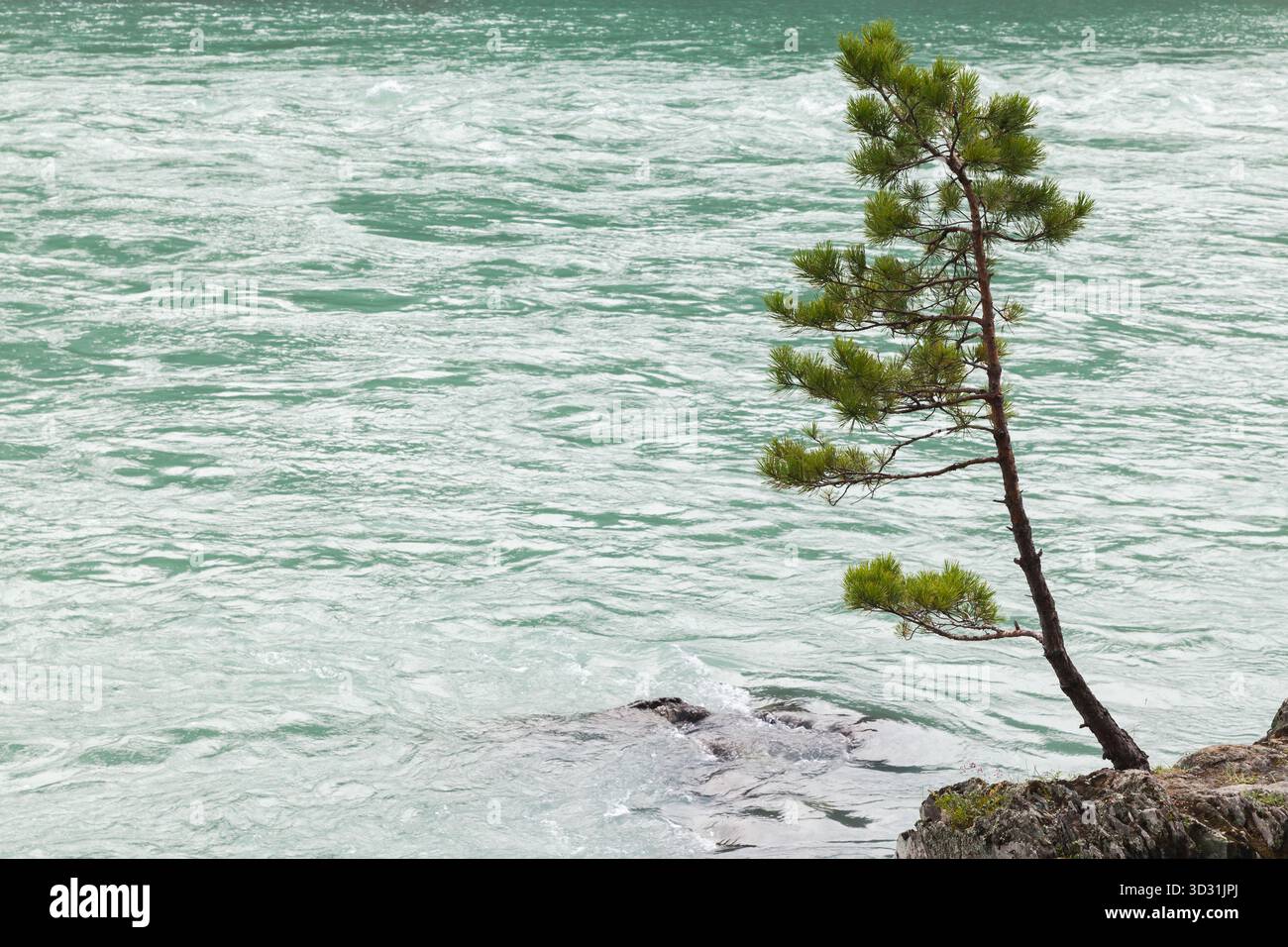 Eine einsame Kiefer lehnt sich über einen felsigen Rand, während türkisfarbenes Wasser dahinter fließt. Die ruhige und widerstandsfähige Szene fängt die ruhige Schönheit der Natur am Fluss ein Stockfoto