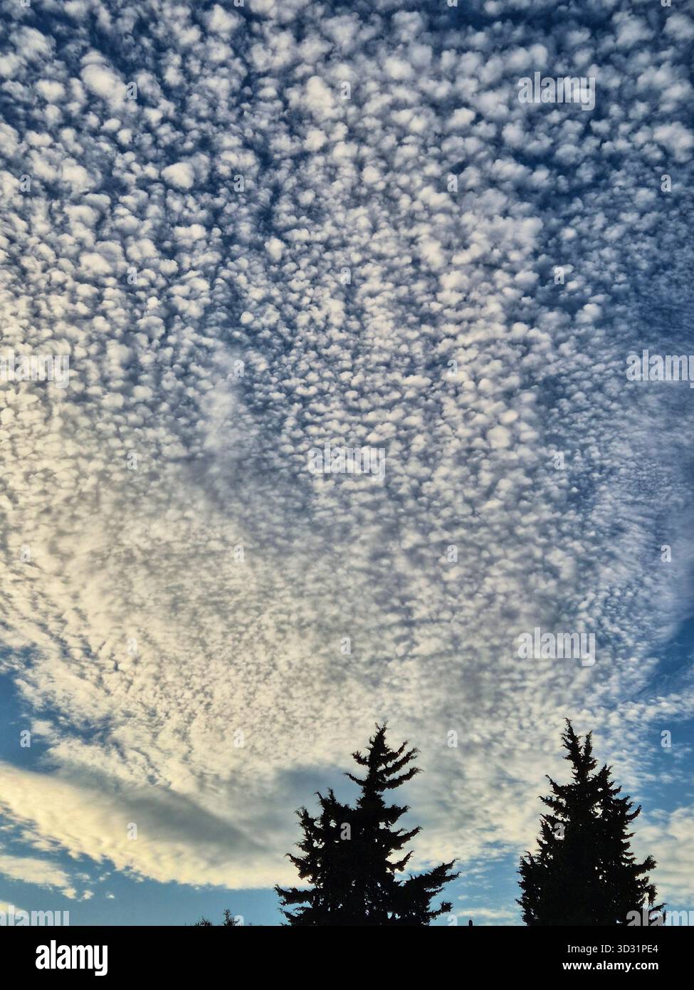 Wellige Altocumulus-Wolken am Himmel über dem Baum. Dramatischer welliger Himmel und Nadelbaumspitze. Hohe Cirrocumulus Wolken über einem grünen Baum - Smartphone-aufgenommenes Stockfoto