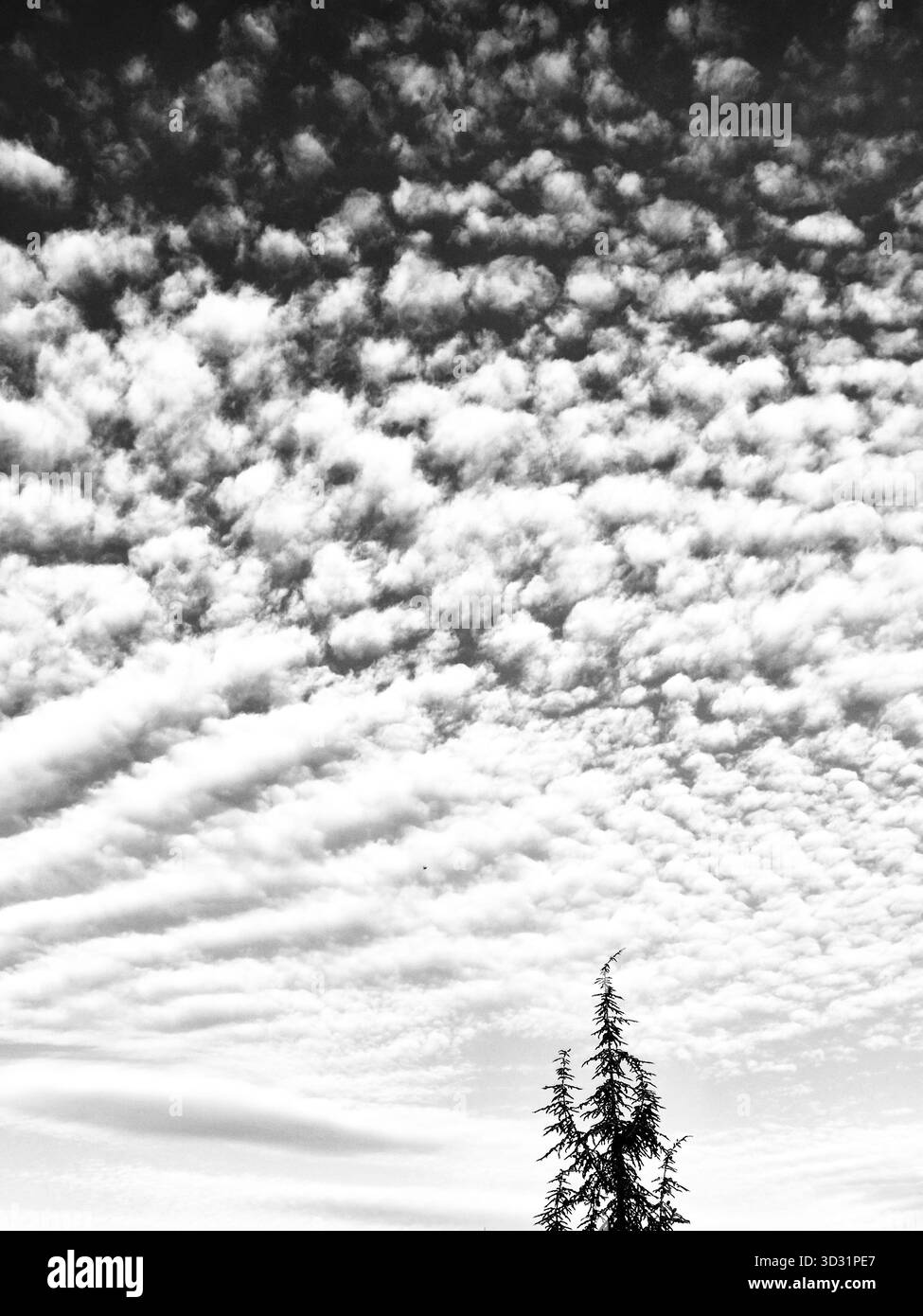 Wellige Altocumulus-Wolken am Himmel über dem Baum. Dramatischer welliger Himmel und Nadelbaumspitze. Hohe Cirrocumulus Wolken über einem grünen Baum - Smartphone-aufgenommenes Stockfoto
