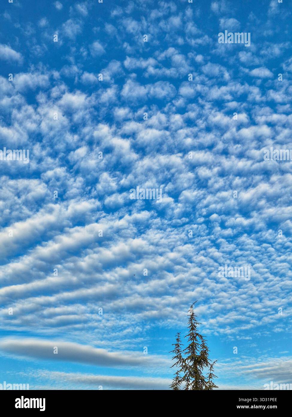 Wellige Altocumulus-Wolken am Himmel über dem Baum. Dramatischer welliger Himmel und Nadelbaumspitze. Hohe Cirrocumulus Wolken über einem grünen Baum - Smartphone-aufgenommenes Stockfoto