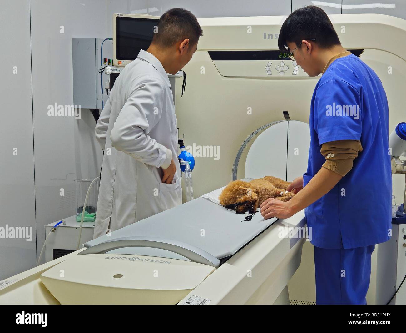 Veterinärteam führt CT-Scan an kleinem Hund im modernen Tierkrankenhaus durch Stockfoto