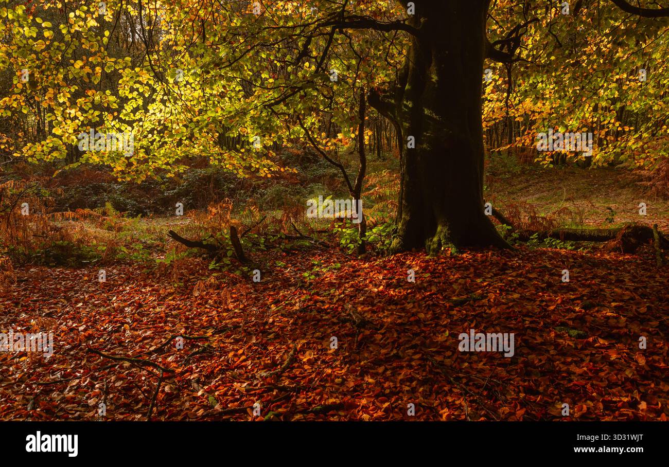 Herbsthohe weald Buche im Hirschwald östlich von Sussex Südosten Englands Großbritannien Stockfoto