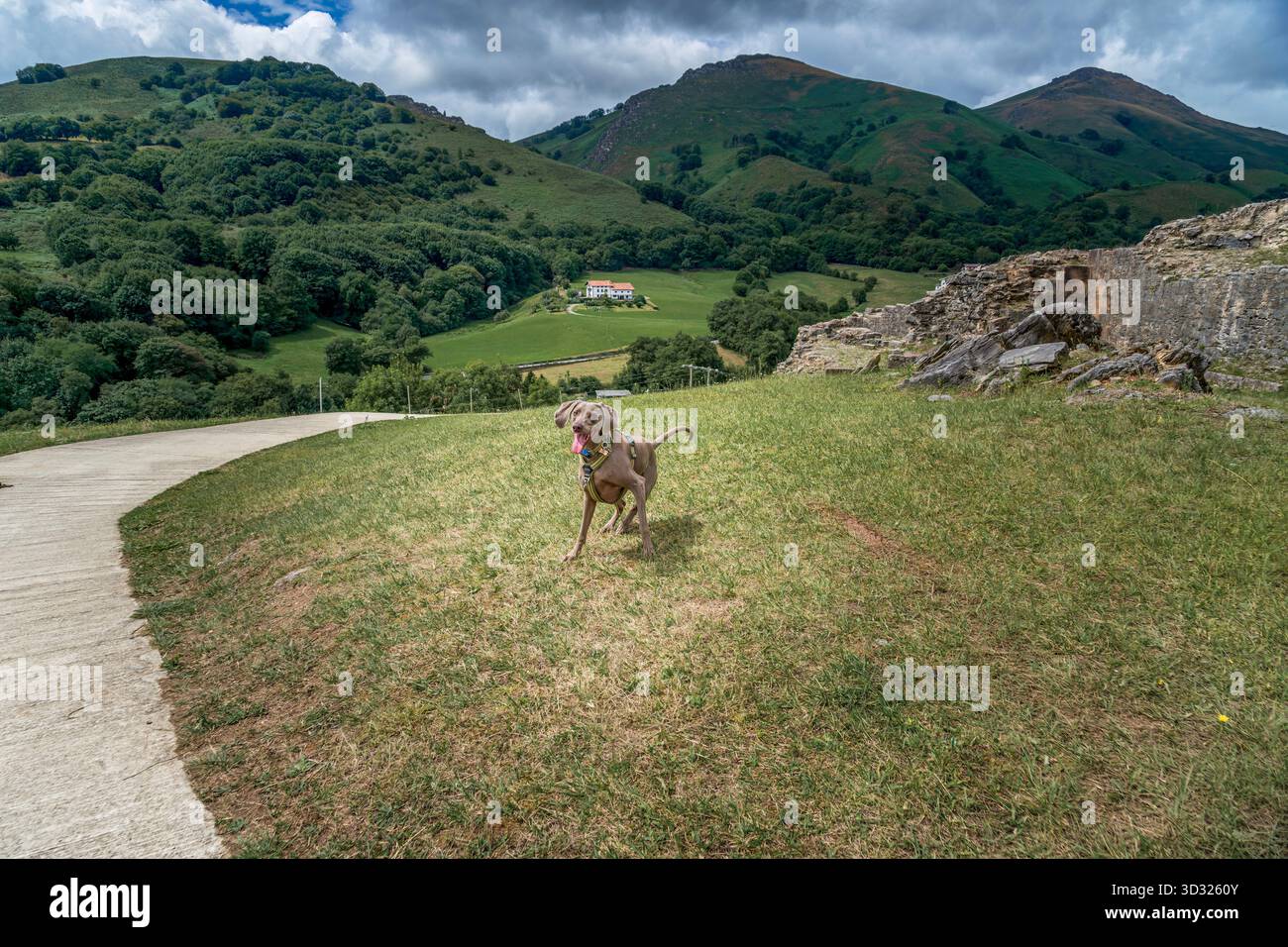 Happy Weimaraner Dog Running Mit Zunge Out In Green Mountain Country, Rolling Hills, Stone Ruins, Rural Landscape, Outdoor Adventure Stockfoto