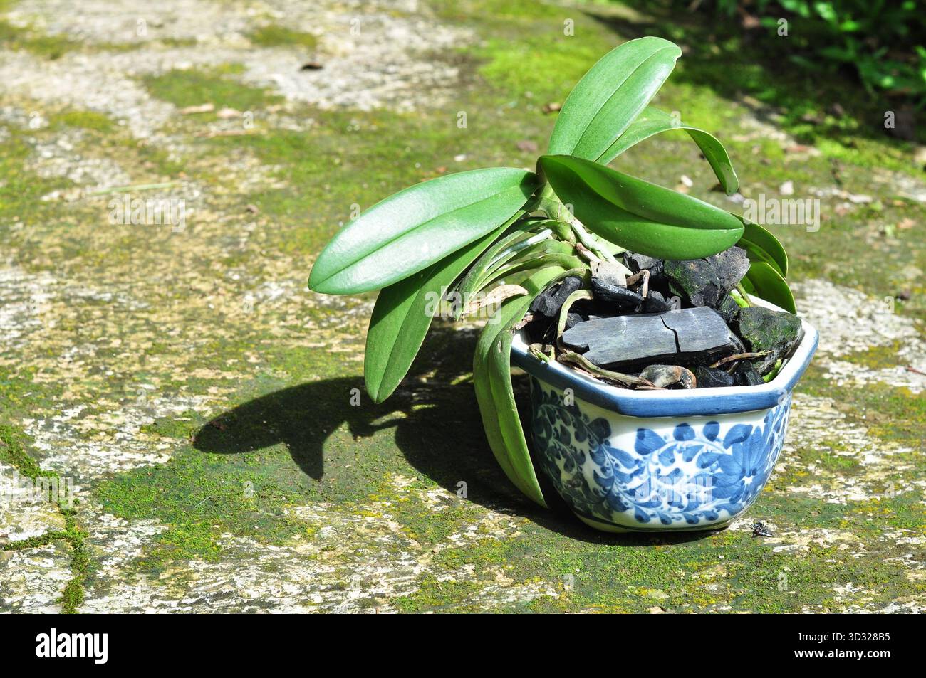 Kleine grüne Pflanze in blauem und weißem Keramiktopf auf moosbewachsenem Boden Stockfoto