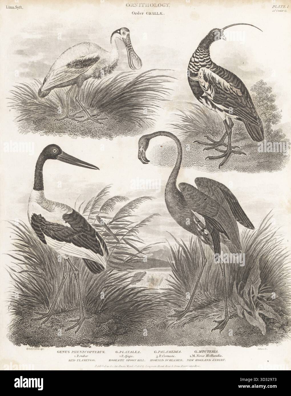 Amerikanischer Flamingo, Phenicopterus ruber 1, Rosenlöffelschnabel, Platalea ajaja 2, Gehörnter Schreier, Anhima cornuta 3 und Schwarzhalsstorch Ephippiorhynchus asiaticus 4. Kupferstich von Thomas Milton nach einer ornithologischen Illustration von Sydenham Edwards aus Abraham Rees' Cyclopedia oder Universal Dictionary of Arts, Sciences and Literature, Paternoster Row, London, 1808. Stockfoto