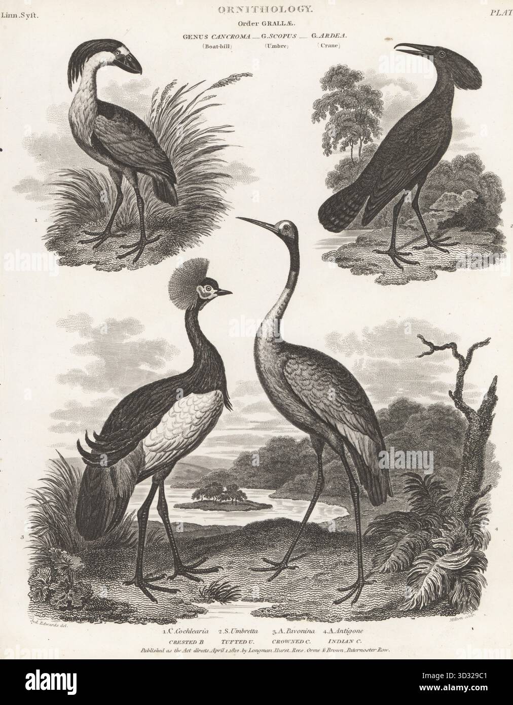 Schiffreiher, Cochlearius cochlearius 1, Hamerkop, Scopus Regenschirm 2, schwarz gekrönter Kran, Balearica Pavonina 3 und Sarus Kran, Antigone antigone 4. Kupferstich von Thomas Milton nach einer ornithologischen Illustration von Sydenham Edwards aus Abraham Rees' Cyclopedia oder Universal Dictionary of Arts, Sciences and Literature, Paternoster Row, London, 1812. Stockfoto