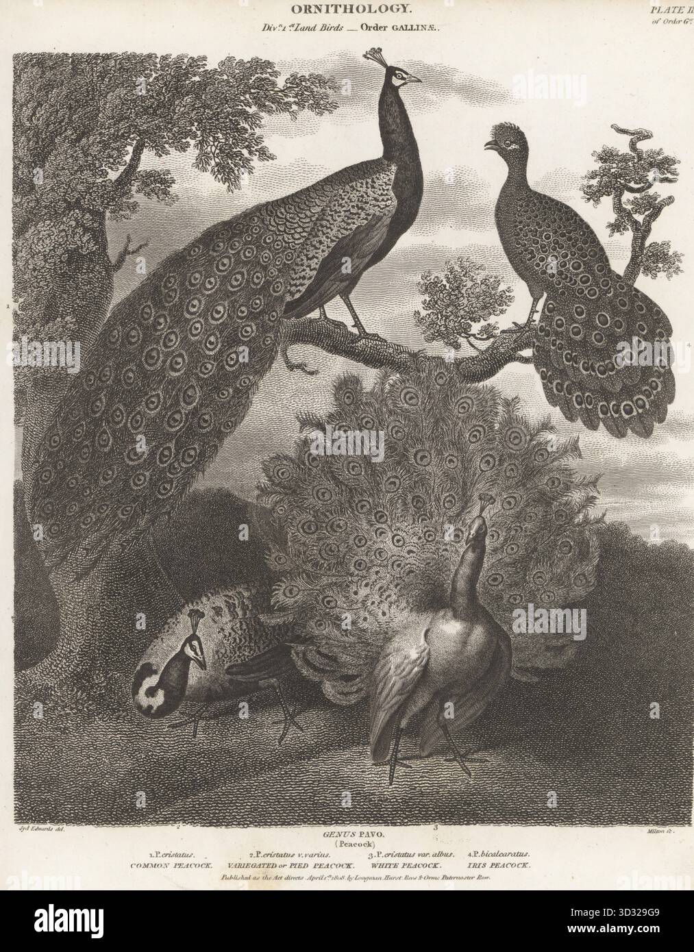 Gewöhnlicher oder indischer Pfauz, Pavo cristatus 1, Pavo cristatus 2, weißer Pfauz, Pavo cristatus 3 und burmesischer Pfauenfasan, Polyplectron bicalcaratum 4. Kupferstich von Thomas Milton nach einer ornithologischen Illustration von Sydenham Edwards aus Abraham Rees' Cyclopedia oder Universal Dictionary of Arts, Sciences and Literature, Paternoster Row, London, 1808. Stockfoto