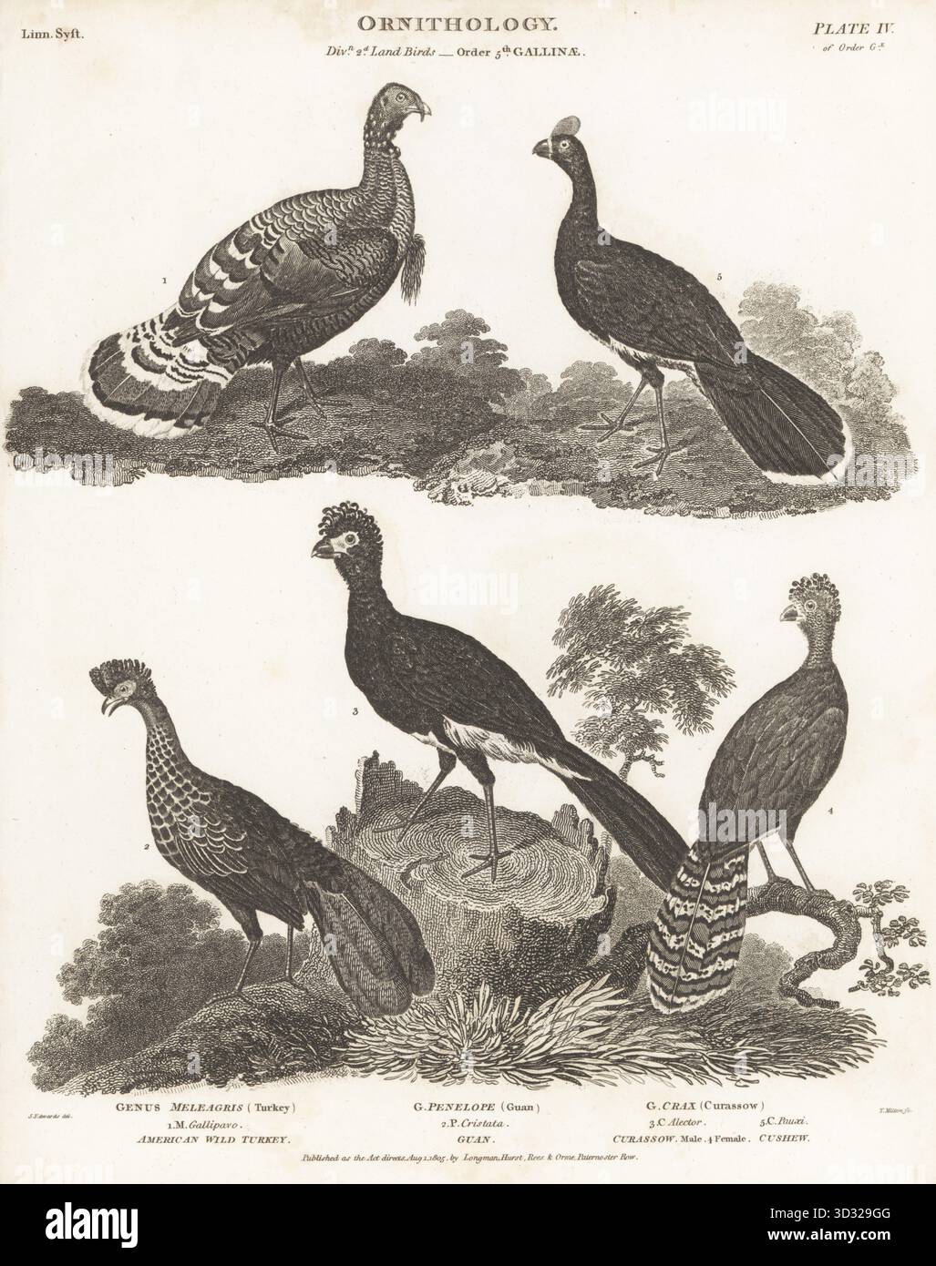 Amerikanische wildpute, Meleagris gallipavo 1, haubenguan, Penelope purpurascens 2, schwarze Curassow, Crax Alector, männlich 3, weiblich 4, und gefährdete Helm Curassow, Pauxi pauxi 5. Kupferstich von Thomas Milton nach einer ornithologischen Illustration von Sydenham Edwards aus Abraham Rees' Cyclopedia oder Universal Dictionary of Arts, Sciences and Literature, Paternoster Row, London, 1805. Stockfoto