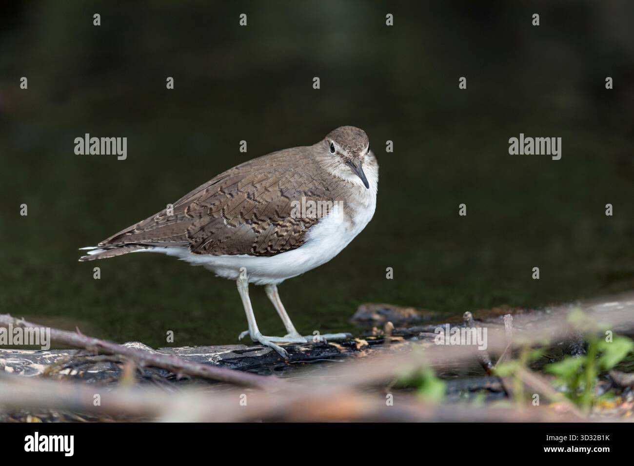 Sandpiper; Actitis hypoleucos; stehend on Twig; UK Stockfoto