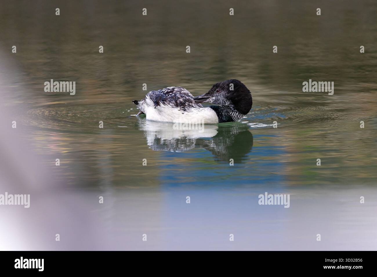 Great Northern Diver; Gavia immer; in Partial Summer Plummage; Großbritannien Stockfoto