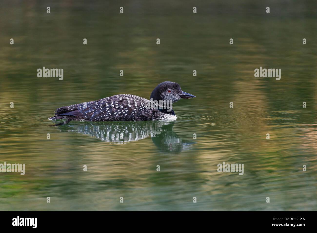 Great Northern Diver; Gavia immer; in Partial Summer Plummage; Großbritannien Stockfoto