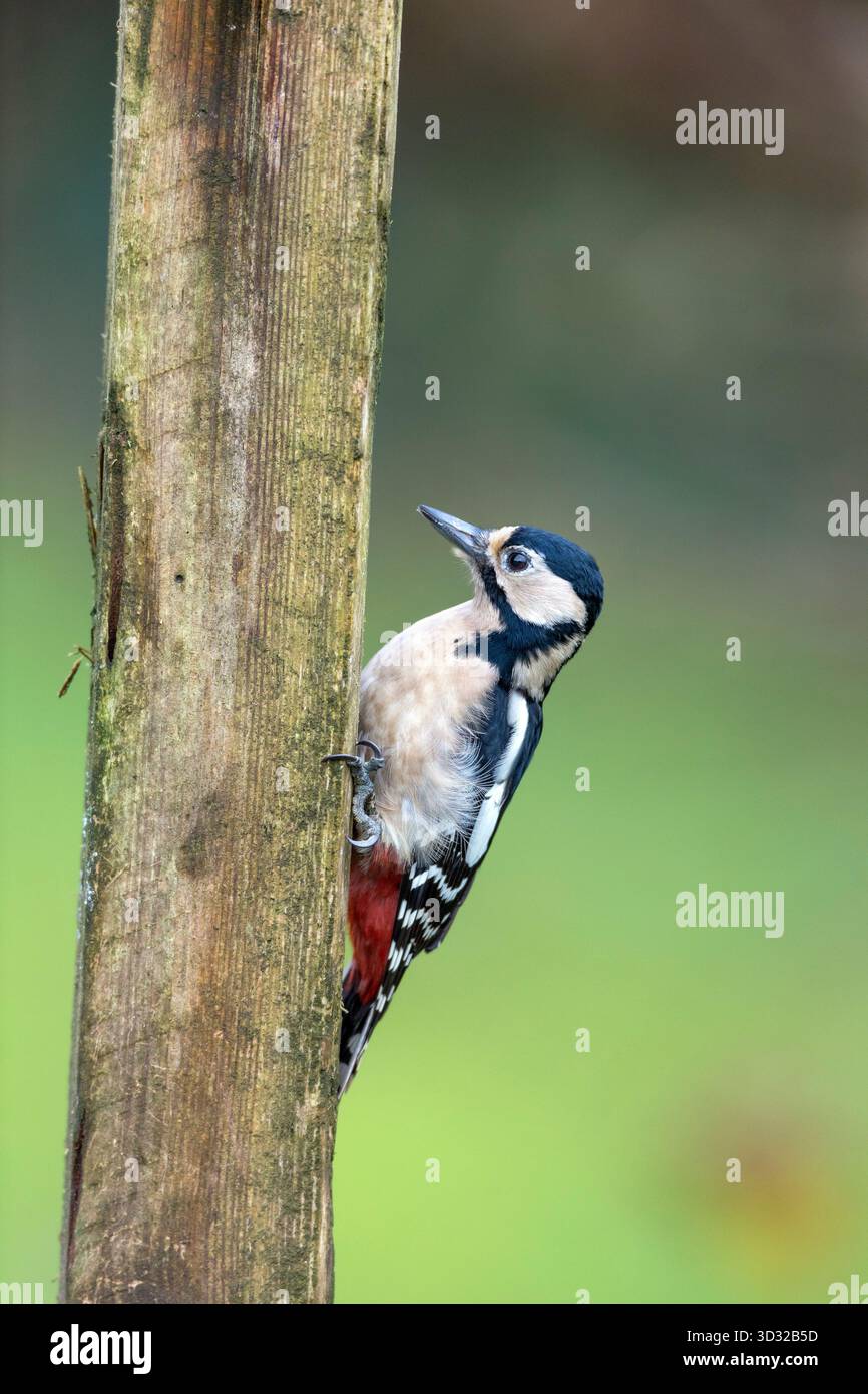 Großspecht; Dendrocopos Major; weiblich; auf der Post; Großbritannien Stockfoto