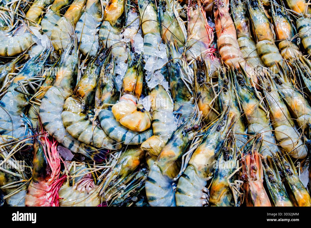 Verschiedene Garnelen oder Garnelen, roh und frisch auf Eis Stockfoto