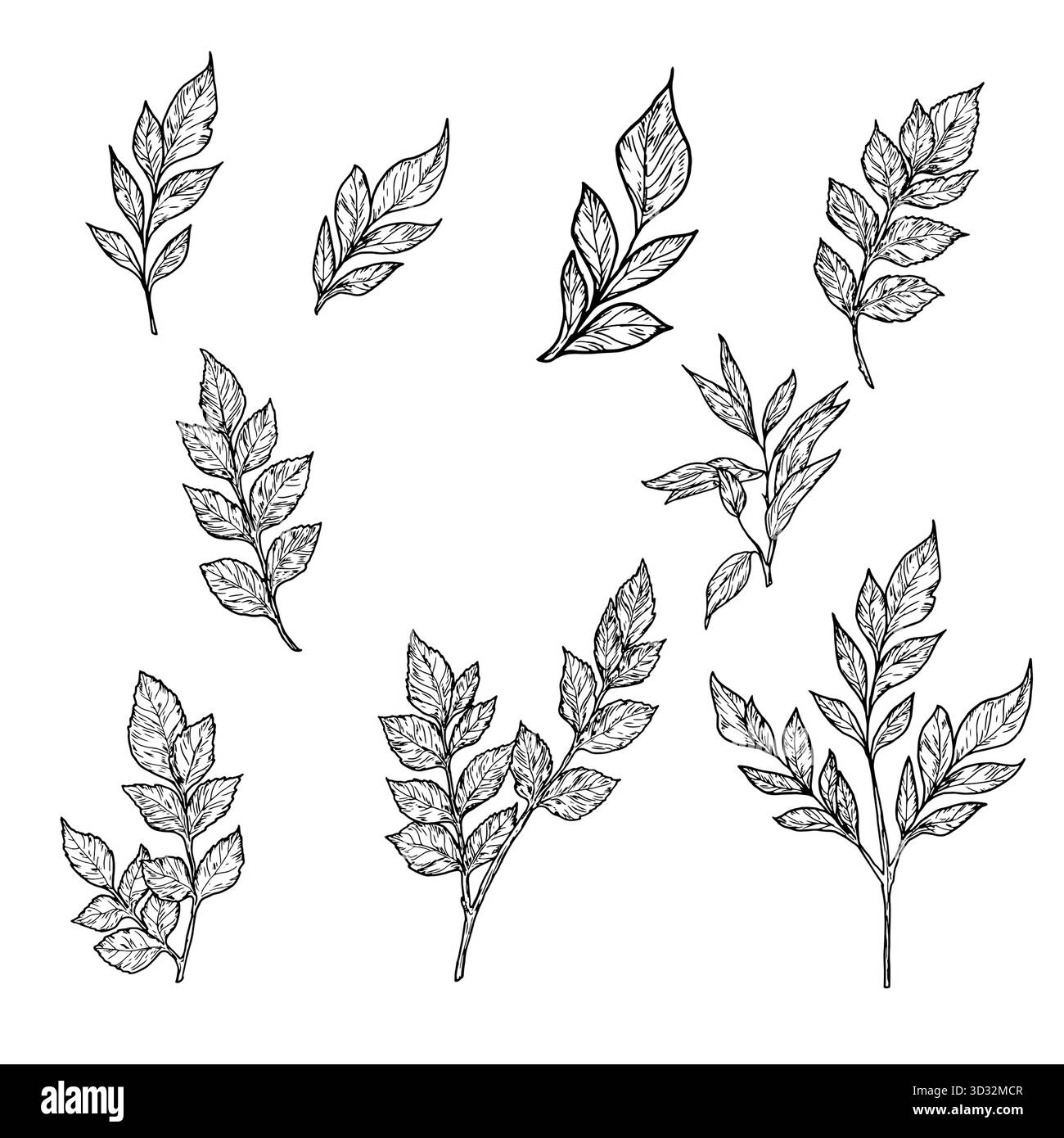 Elegante Zweige mit Blättern, von Hand hergestellt. Vektorillustration, botanische Sammlung isoliert auf weißem Hintergrund. Geeignet für Postkarten, Logos, Deko Stock Vektor