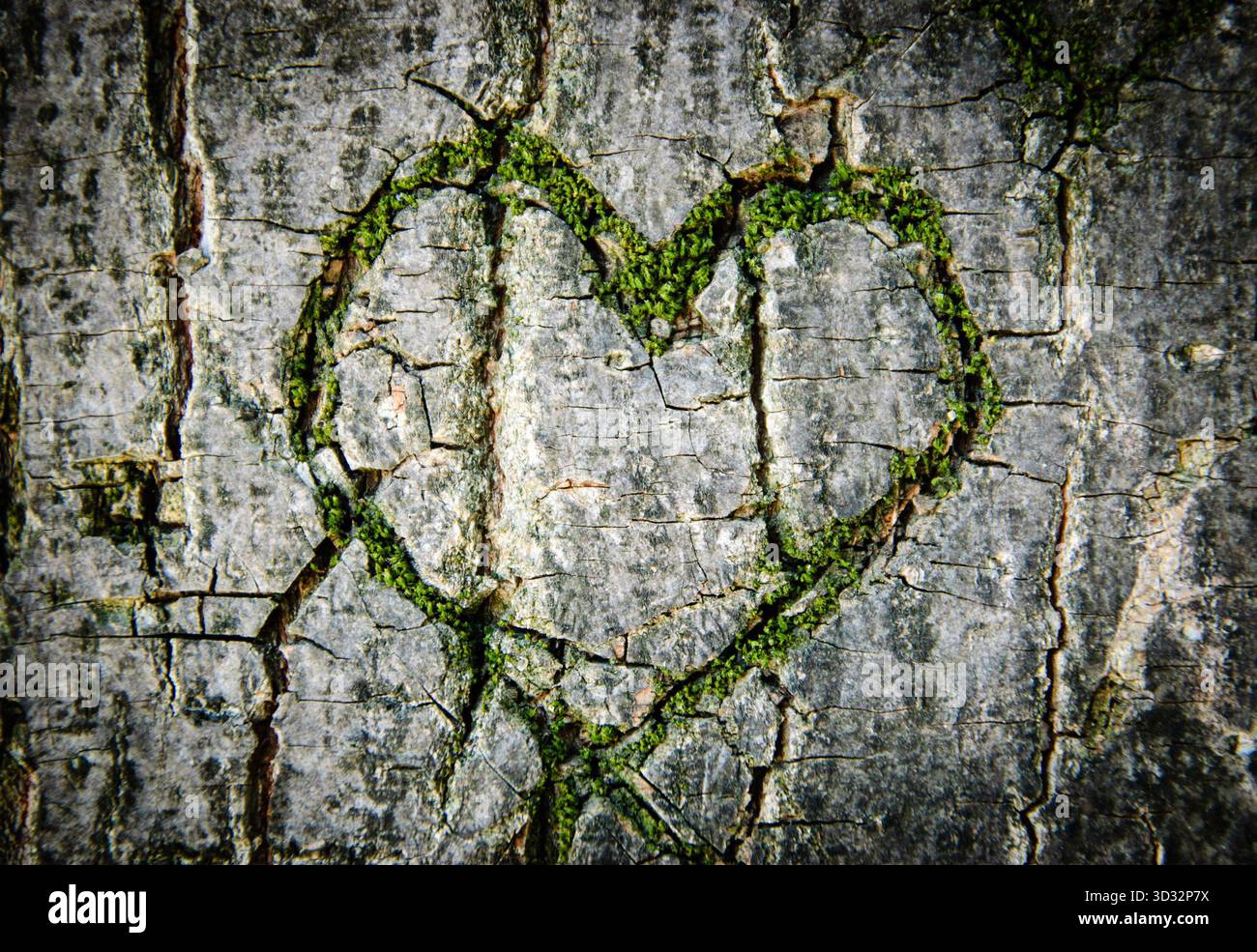 Moosgewachsenes Herz auf zerrissener Baumrinde. Symbol der wahren Liebe - in Krankheit und Gesundheit, in guten und schlechten Zeiten, in Freude und in Trauer. Sh Stockfoto