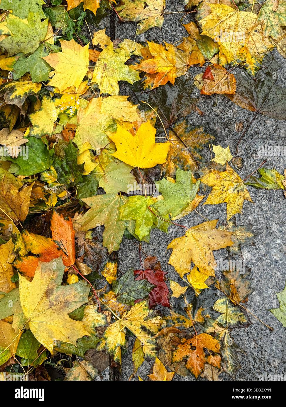 Verschiedene farbige gefallene Blätter in Gelb-, Orange- und Grüntönen, die nach Regenfällen auf nassem Gehweg verstreut sind und das Wesen des Herbstwetters einfangen Stockfoto