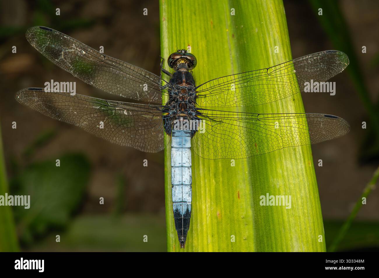Libelle Nahaufnahme mit offenen Flügeln auf einem grünen Blatt Stockfoto
