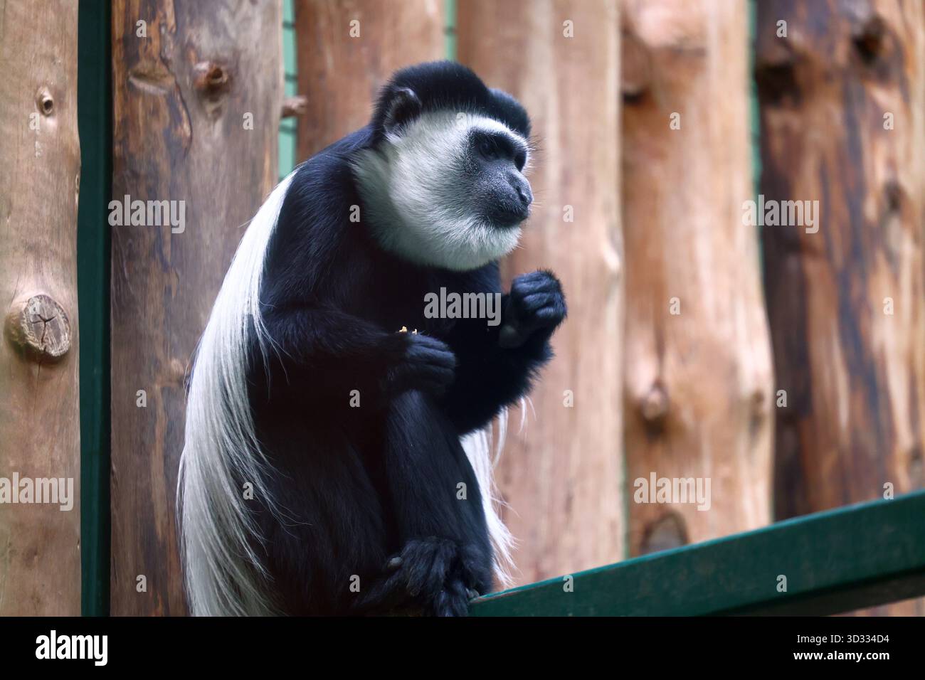 Ein schwarz-weißer Colobus-Affe, der auf Holz sitzt Stockfoto