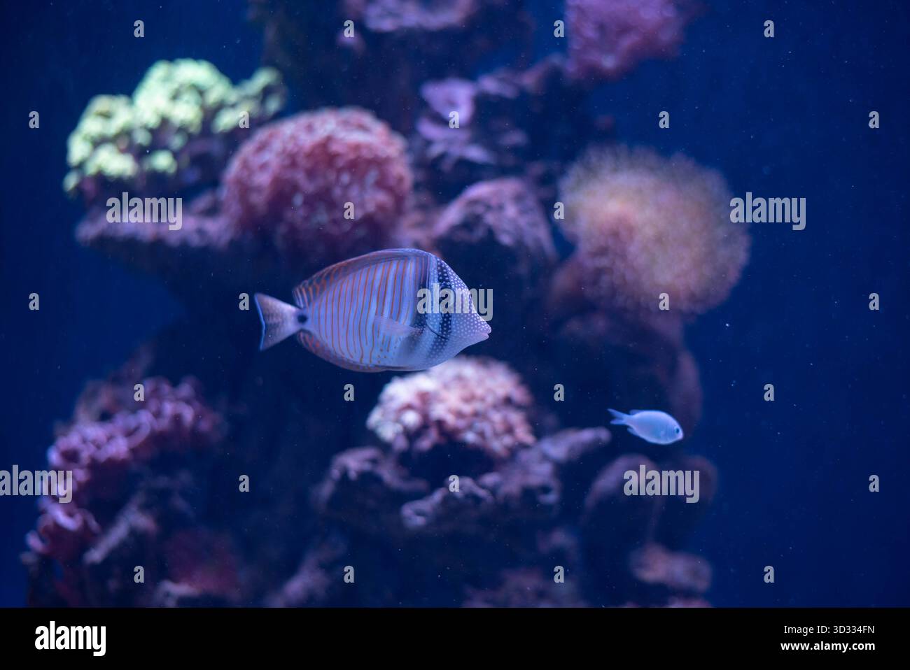 Schwalbenschwanz Chirurg - Zebrasoma velifer, Pacific Swallowtail Chirurg, Purple Swallowtail Chirurg oder Sailfin Chirurg Fisch ist ein Meeresrochenflossen Fisch, der zur Familie der Acanthuridae gehört. Stockfoto