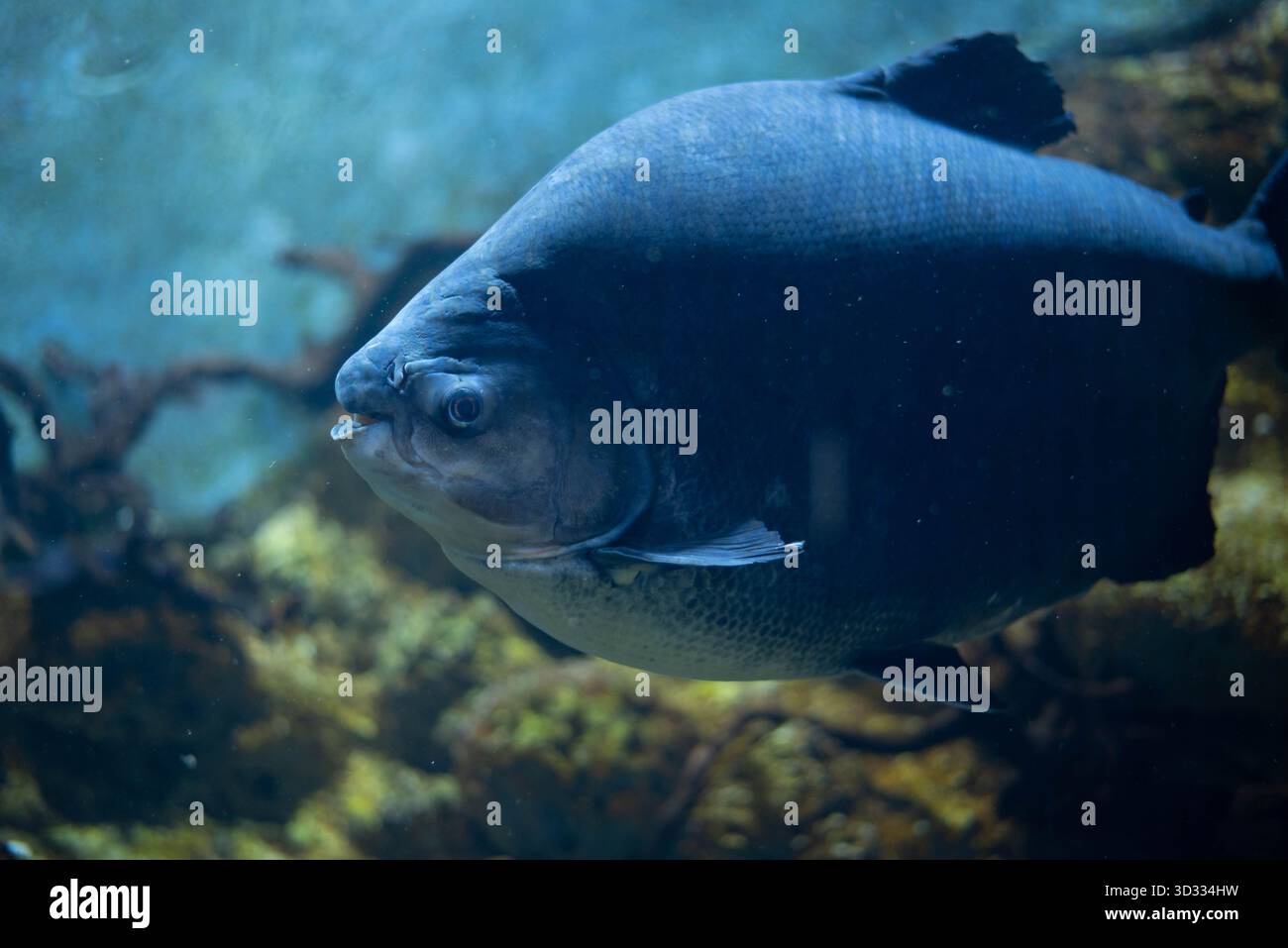 Colossoma macropomum ist eine Art von Süßwasser-Rochenflossen-Fischen aus der Unterfamilie Serrasalminae, der Familie Characidae, der einzigen Art der Gattung Colossoma. Stockfoto