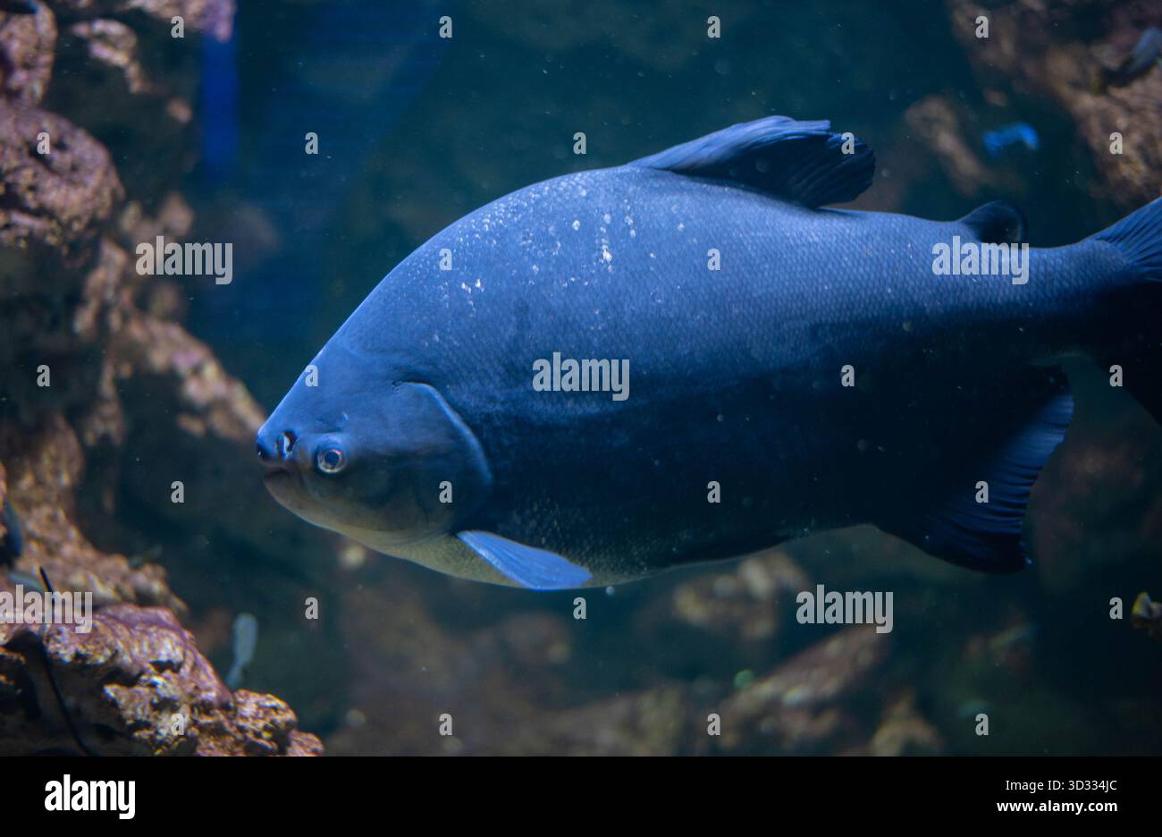 Colossoma macropomum ist eine Art von Süßwasser-Rochenflossen-Fischen aus der Unterfamilie Serrasalminae, der Familie Characidae, der einzigen Art der Gattung Colossoma. Stockfoto