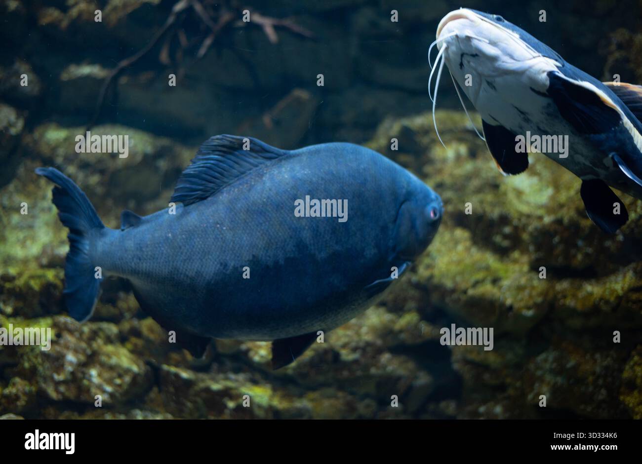 Colossoma macropomum ist eine Art von Süßwasser-Rochenflossen-Fischen aus der Unterfamilie Serrasalminae, der Familie Characidae, der einzigen Art der Gattung Colossoma. Stockfoto