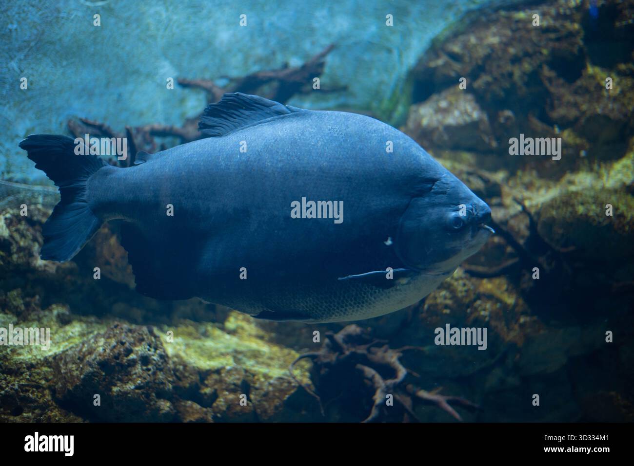 Colossoma macropomum ist eine Art von Süßwasser-Rochenflossen-Fischen aus der Unterfamilie Serrasalminae, der Familie Characidae, der einzigen Art der Gattung Colossoma. Stockfoto