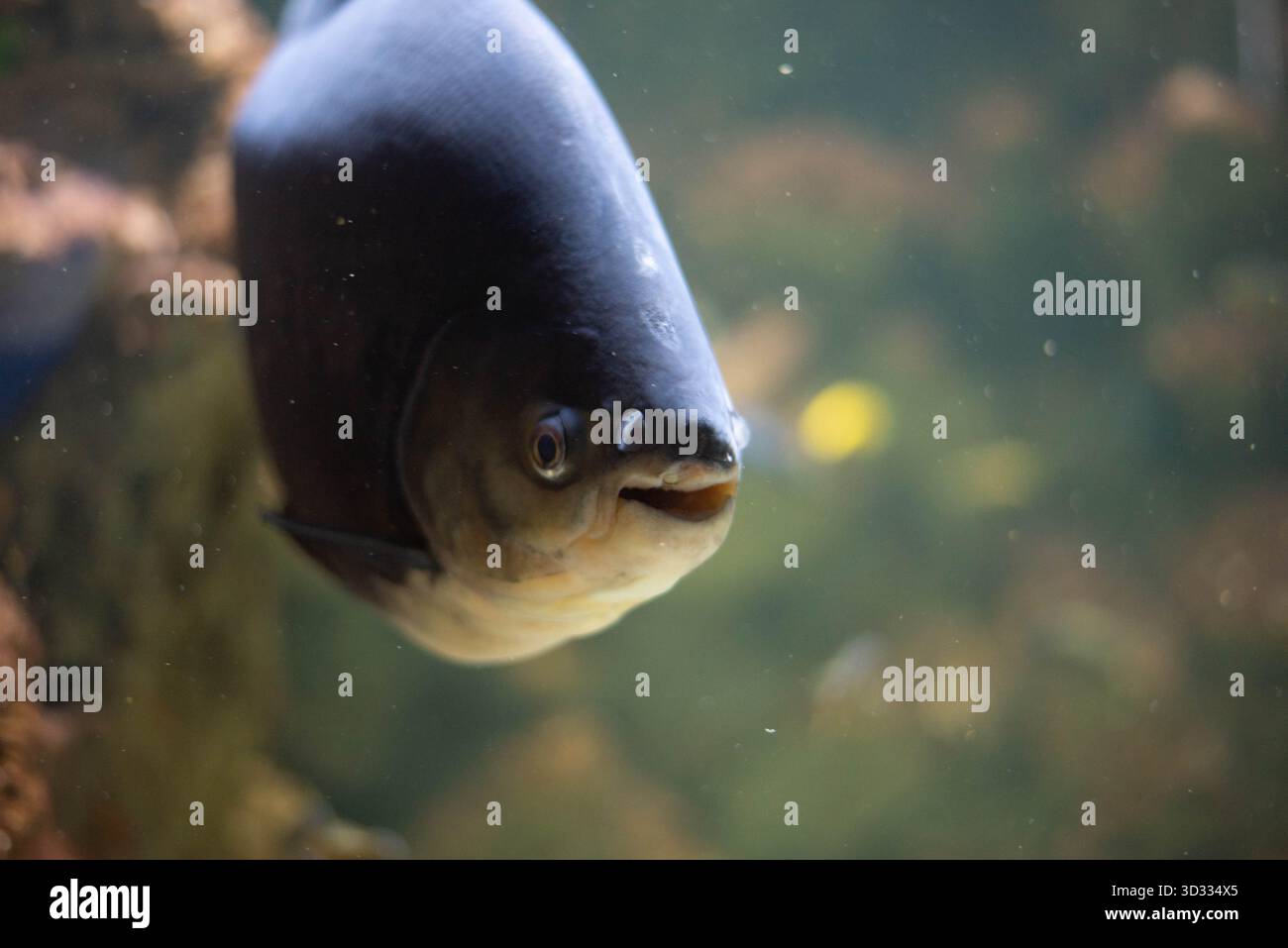 Colossoma macropomum ist eine Art von Süßwasser-Rochenflossen-Fischen aus der Unterfamilie Serrasalminae, der Familie Characidae, der einzigen Art der Gattung Colossoma. Stockfoto