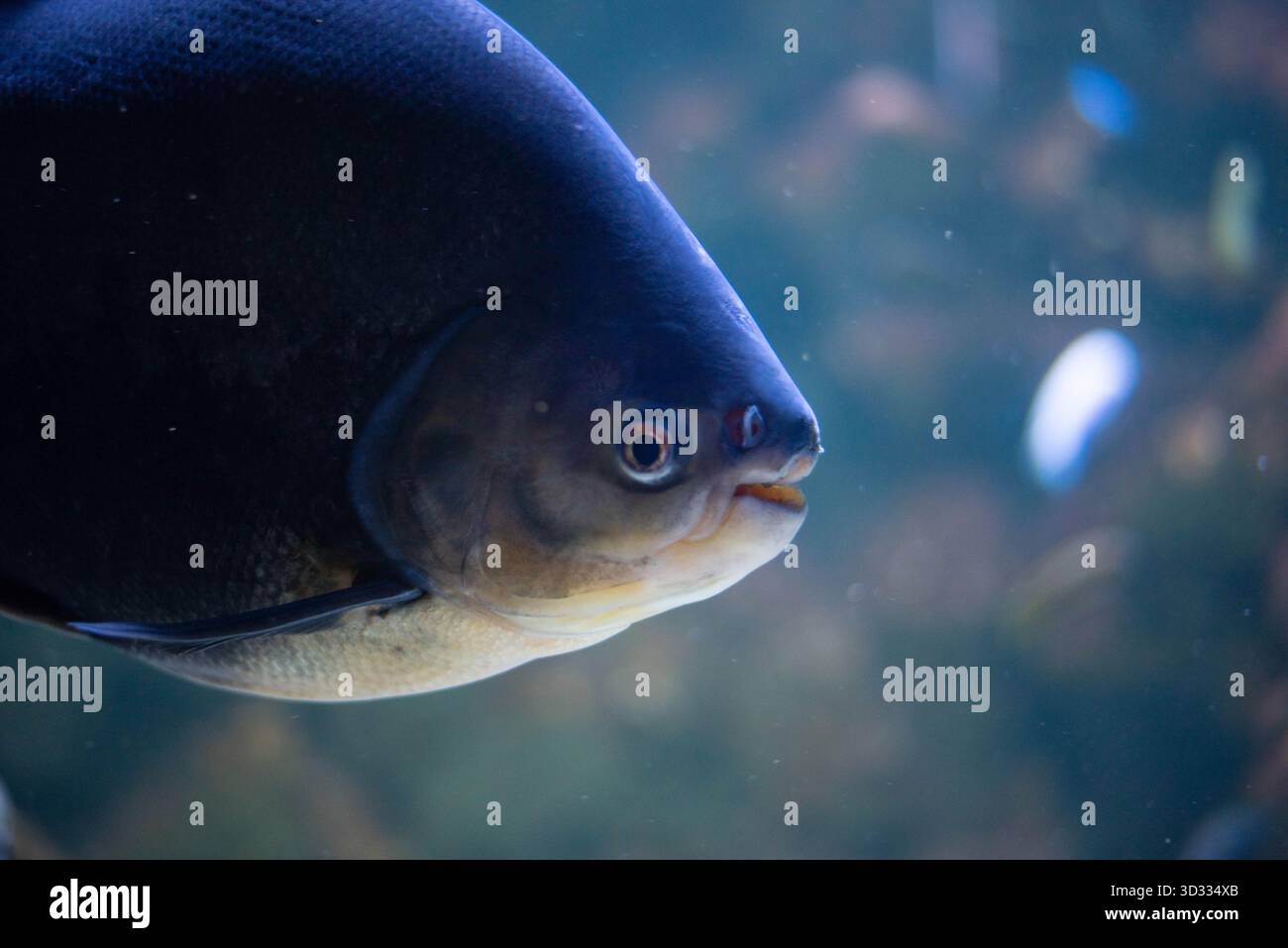 Colossoma macropomum ist eine Art von Süßwasser-Rochenflossen-Fischen aus der Unterfamilie Serrasalminae, der Familie Characidae, der einzigen Art der Gattung Colossoma. Stockfoto