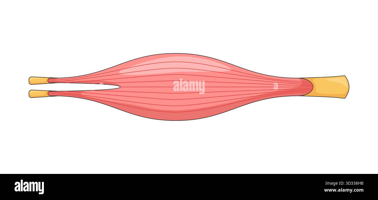 Menschlicher Muskel in entspannter Verengung 2D-Vektorillustration Stock Vektor