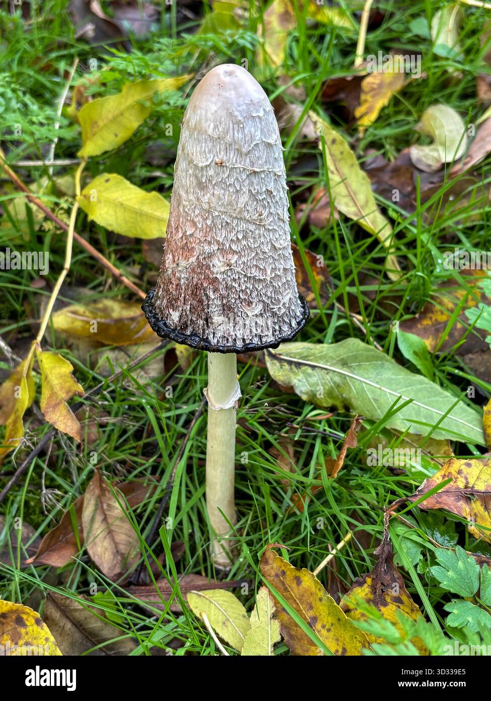Der zottelige Tuschenkappen-Pilz, der Körperpilz fruchtet. Auch bekannt als Anwaltsperücke oder zottelige Mähne. Stockfoto