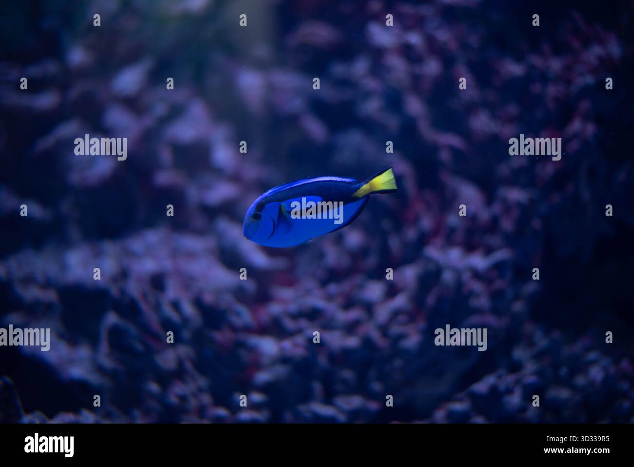 Der blaue Tang, oder Flaggenzahn, ist eine Art von Meeresrochenfischen aus der Familie der Chirurgenfische. Er ist der einzige Vertreter der Gattung Paracanthurus. Stockfoto