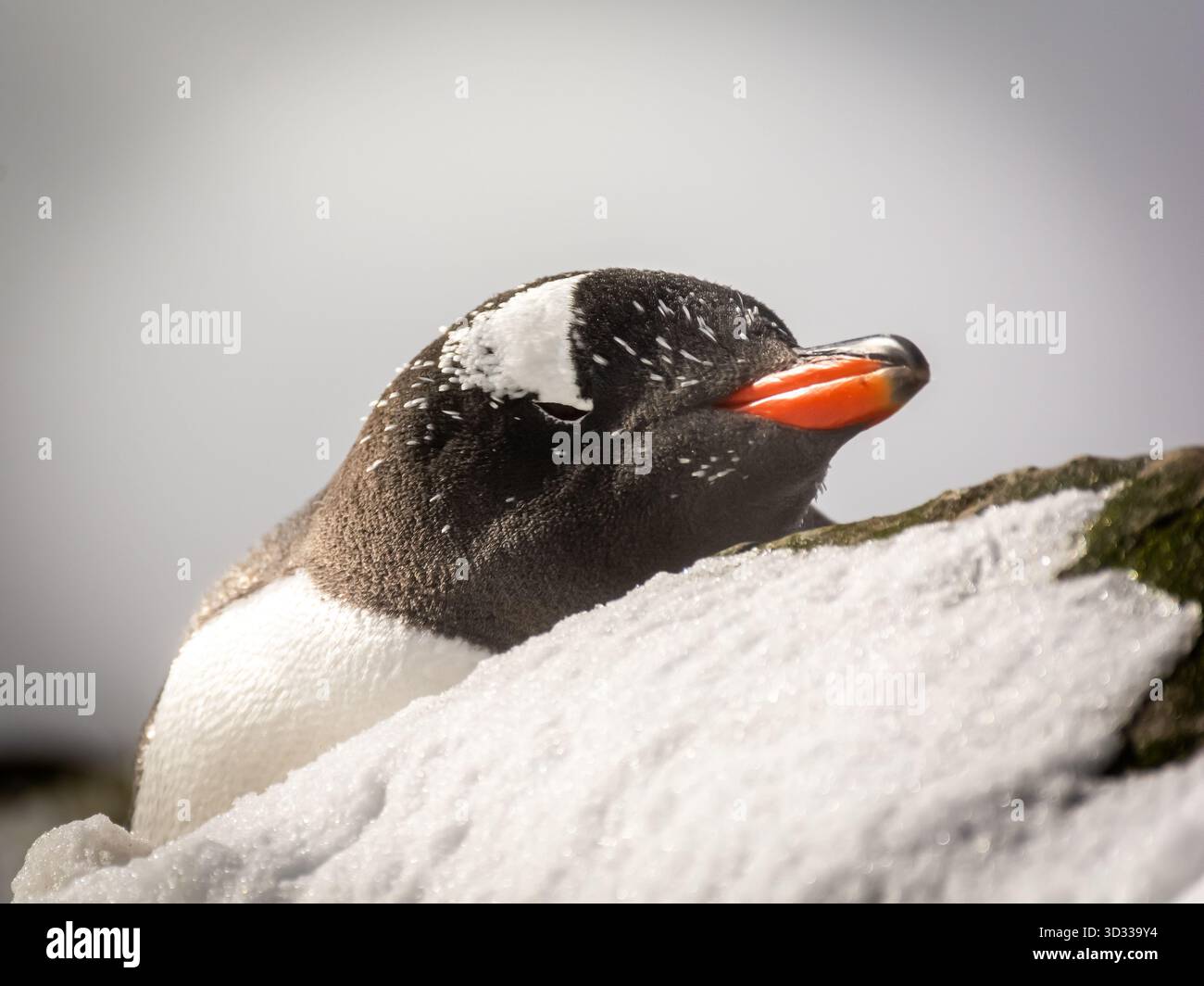 Ein Gentoo-Pinguin posiert für ein Porträt. Wenn sie im Meer nach Nahrung suchen, lauern immer ihre Raubtiere (Wale und Leoparden). Stockfoto