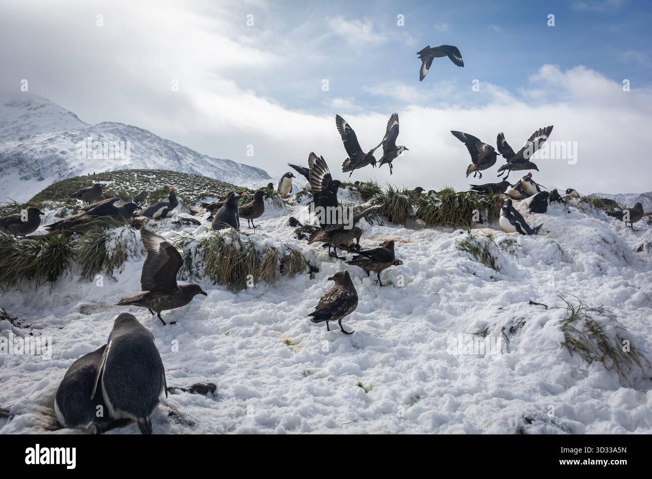 Vögel kämpfen gegeneinander und Pinguine um Essensreste. Das Leben im Klima Südgeorgiens ist hart und viele der Tiere sterben früh im Leben. Stockfoto