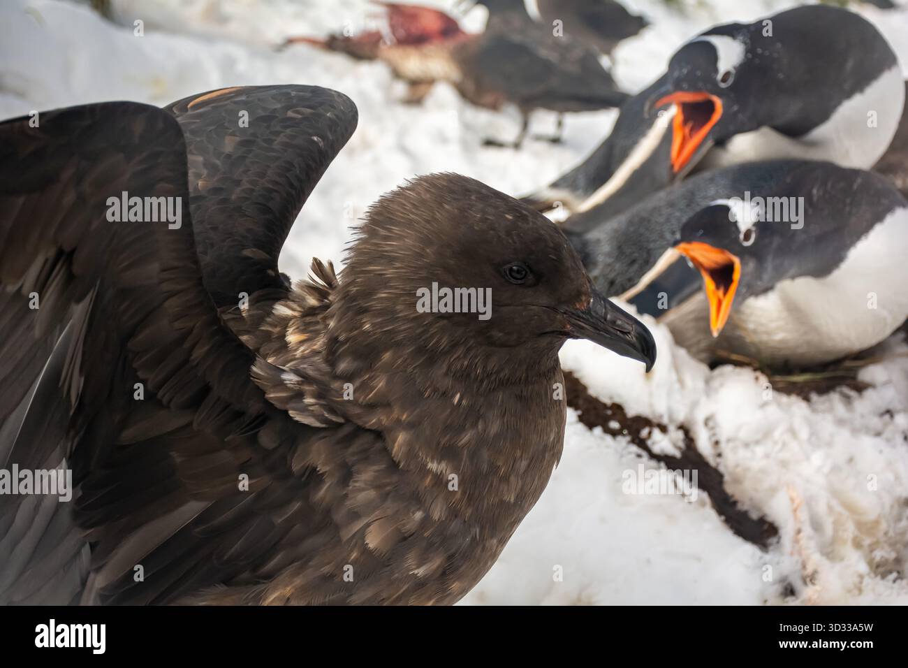 Vögel kämpfen gegeneinander und Pinguine um Essensreste. Das Leben im Klima Südgeorgiens ist hart und viele der Tiere sterben früh im Leben. Stockfoto