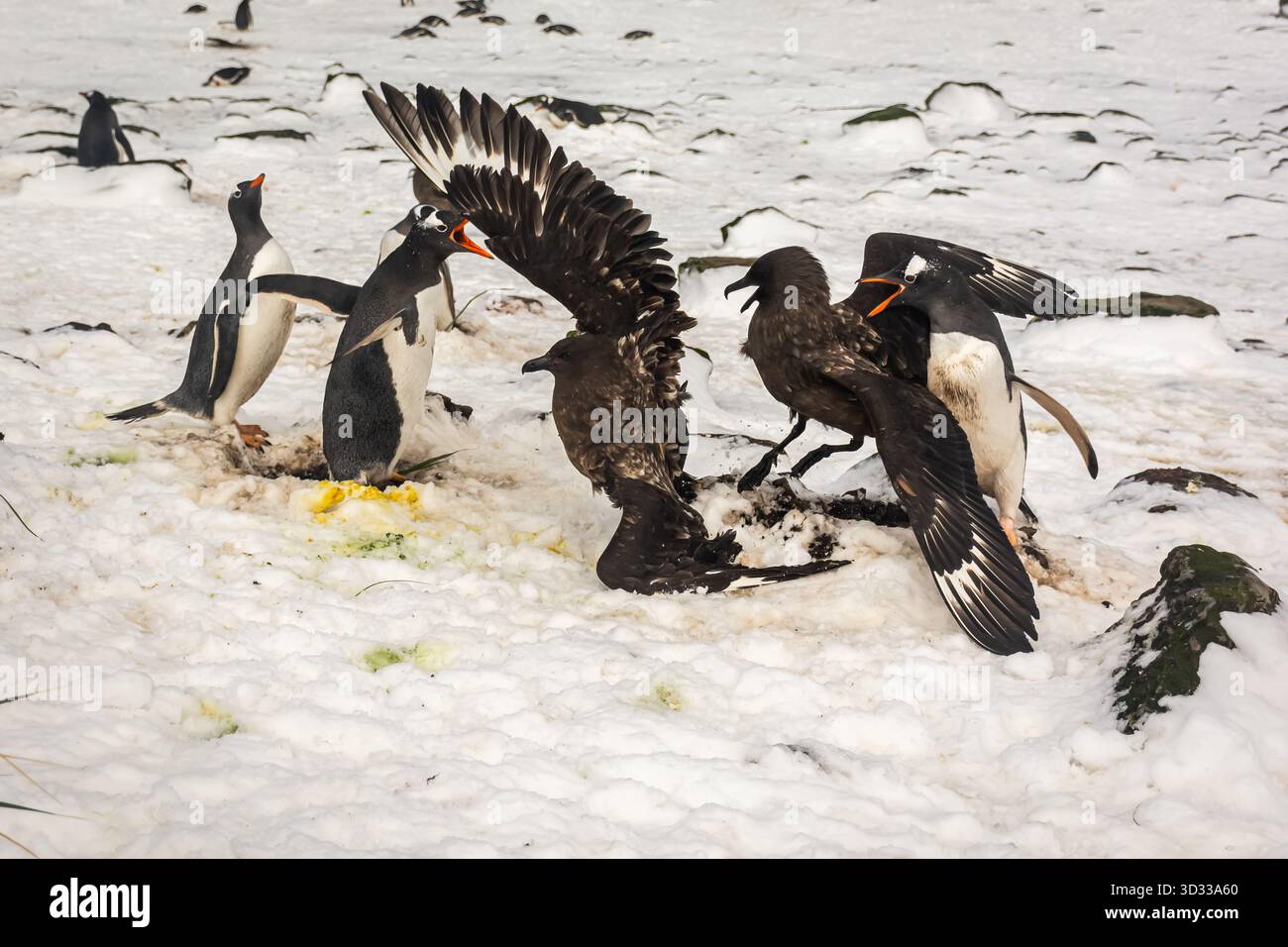 Vögel kämpfen gegeneinander und Pinguine um Essensreste. Das Leben im Klima Südgeorgiens ist hart und viele der Tiere sterben früh im Leben. Stockfoto