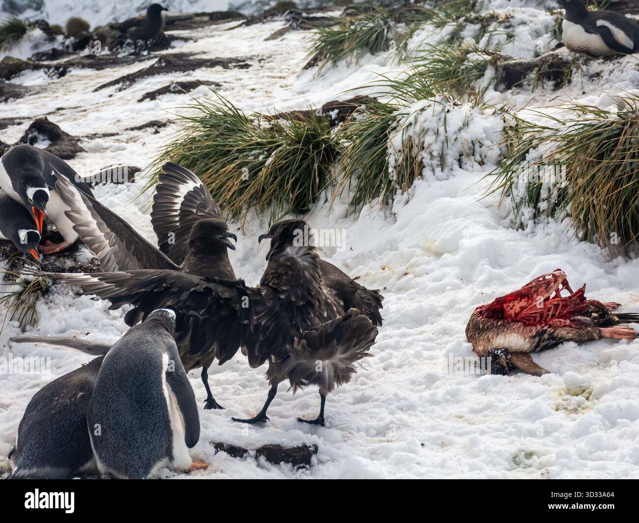 Vögel kämpfen gegeneinander und Pinguine um Essensreste. Das Leben im Klima Südgeorgiens ist hart und viele der Tiere sterben früh im Leben. Stockfoto