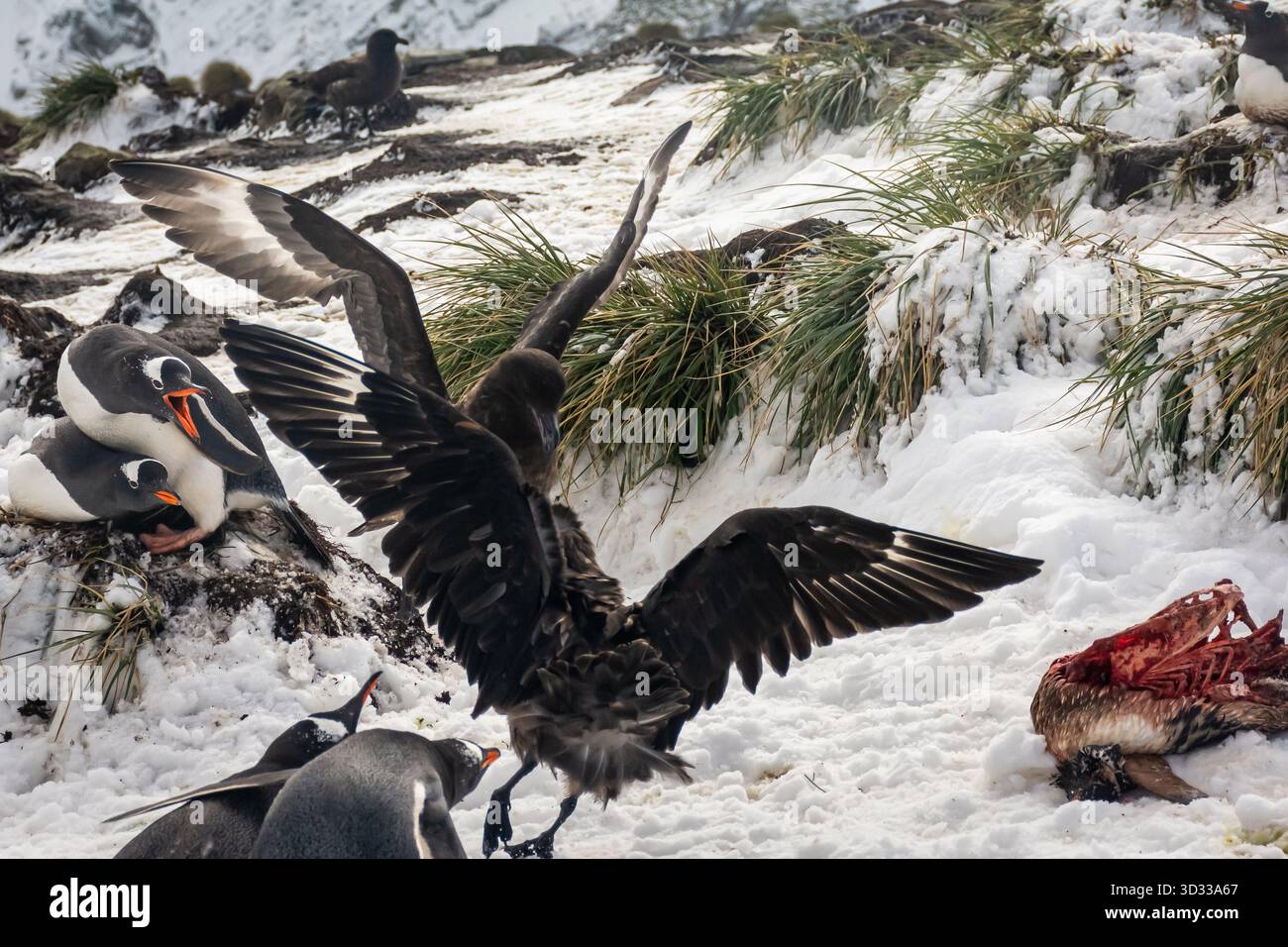 Vögel kämpfen gegeneinander und Pinguine um Essensreste. Das Leben im Klima Südgeorgiens ist hart und viele der Tiere sterben früh im Leben. Stockfoto