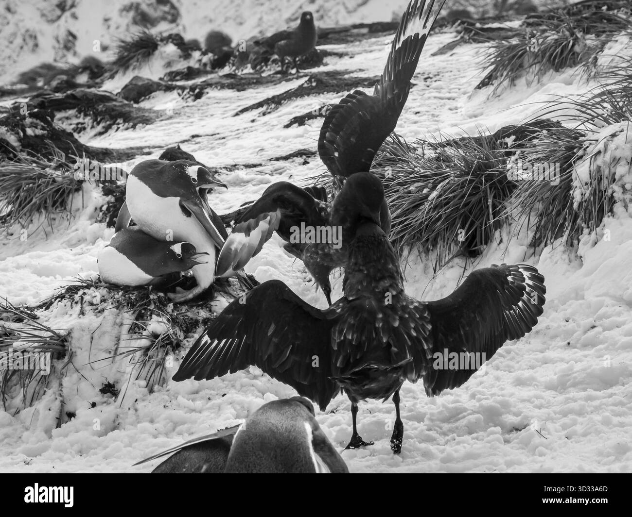 Vögel kämpfen gegeneinander und Pinguine um Essensreste. Das Leben im Klima Südgeorgiens ist hart und viele der Tiere sterben früh im Leben. Stockfoto