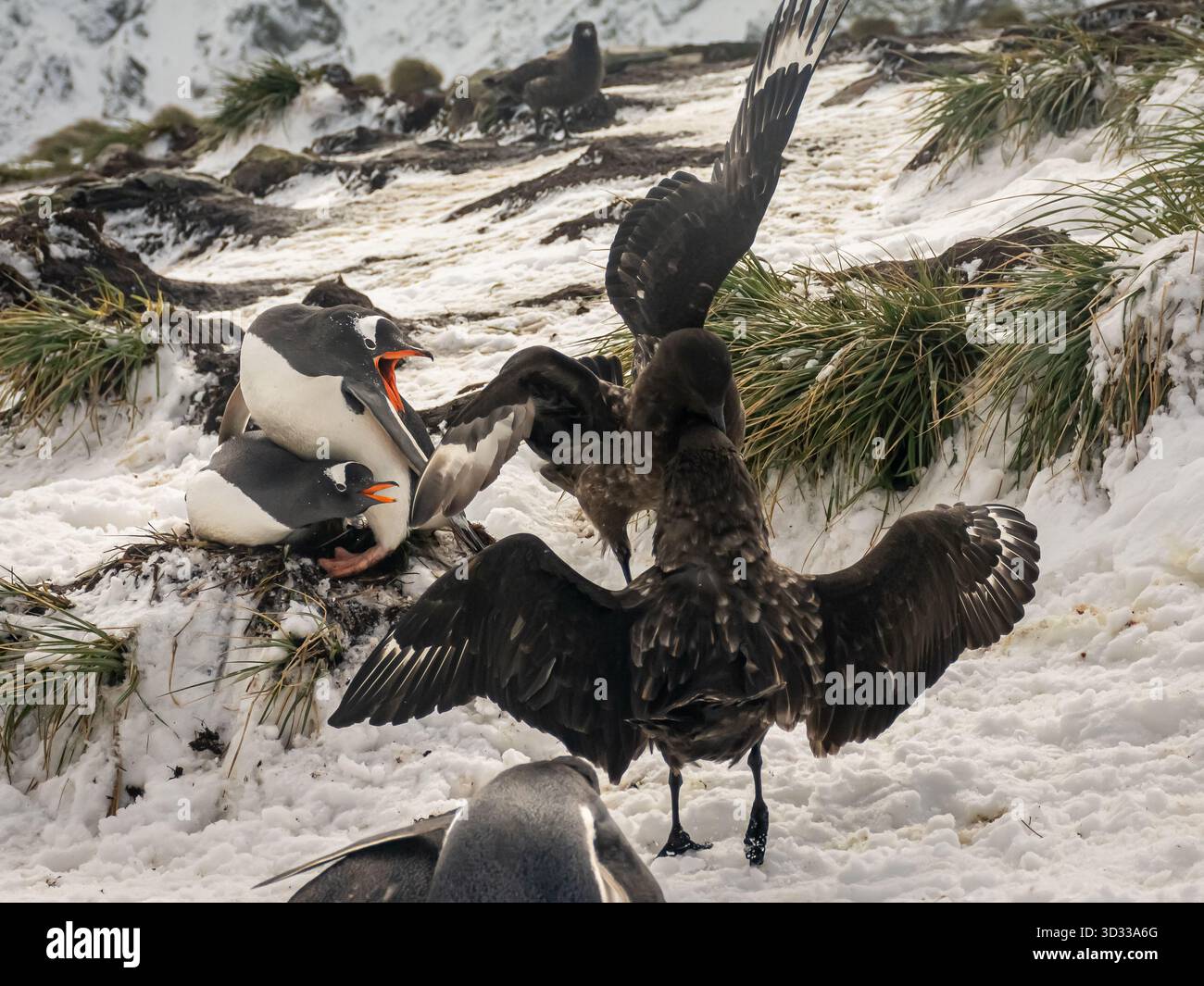 Vögel kämpfen gegeneinander und Pinguine um Essensreste. Das Leben im Klima Südgeorgiens ist hart und viele der Tiere sterben früh im Leben. Stockfoto