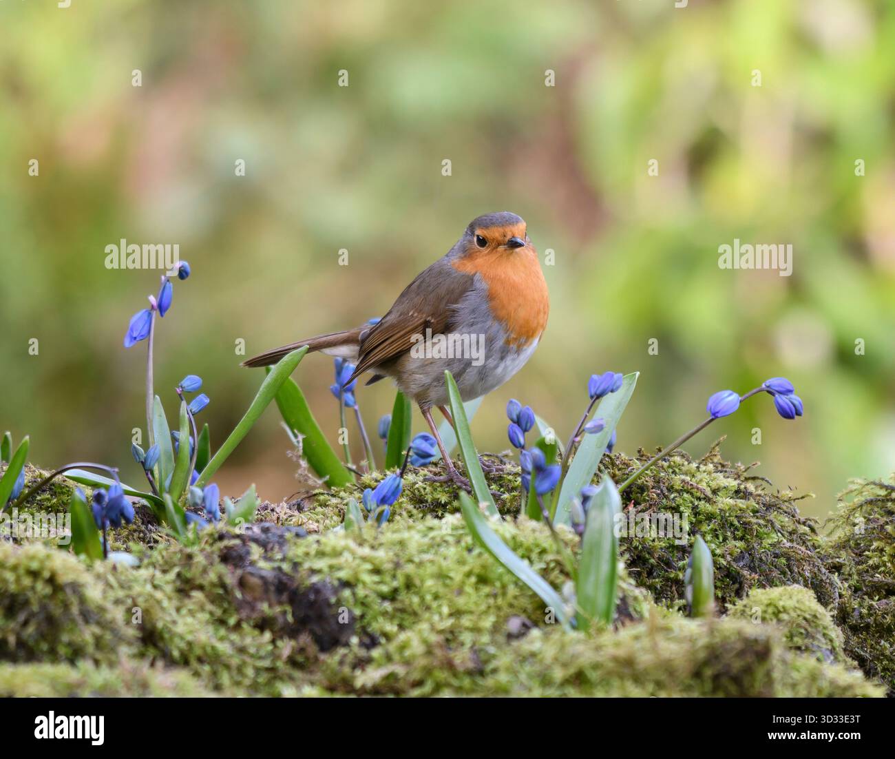 Europäischer robin Erithacus rubecula, auf der Suche nach moosigem Ufer im Garten mit blühenden scilla-Zwiebeln, County Durham, England, Vereinigtes Königreich, März. Stockfoto