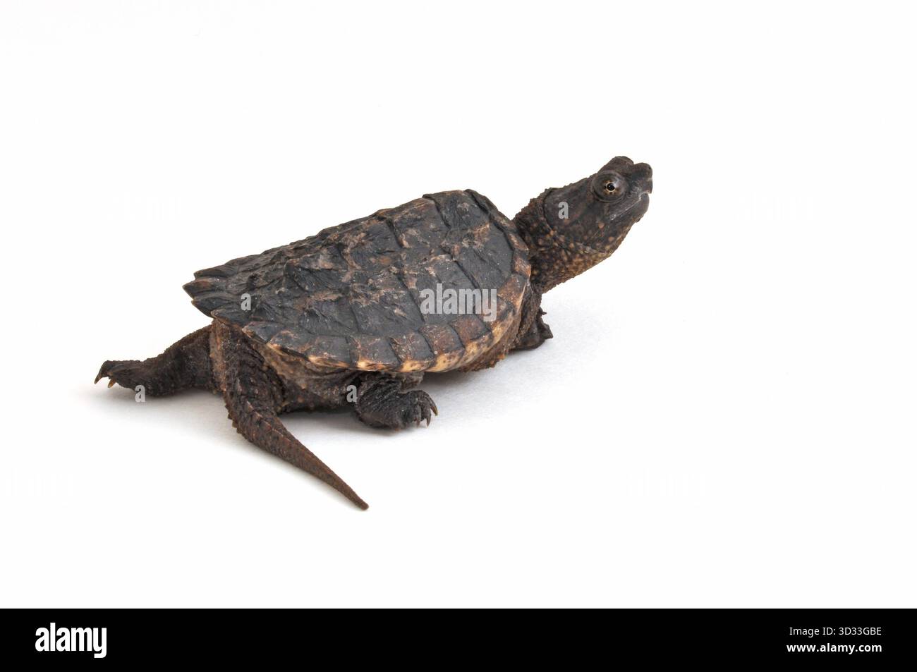 Juvenile Schnappschildkröte, isoliert auf weißem Hintergrund, mit Muschelstruktur und Details von Kopf und Gliedmaßen. Stockfoto