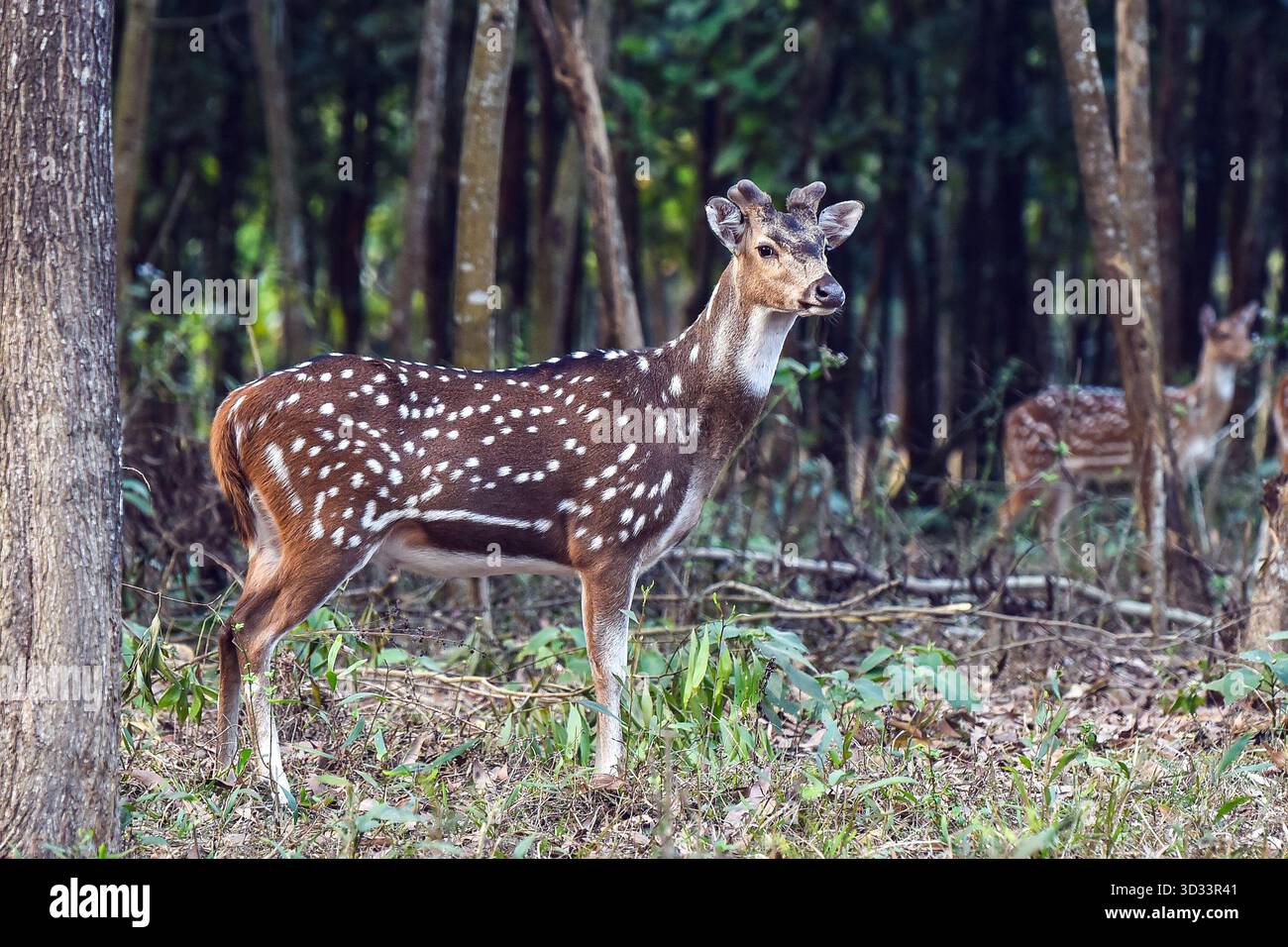 Gefleckte Hirsche in ruhiger Waldszene, anmutiges Wildtierporträt für Natur und Naturschutzgebiet Stockfoto
