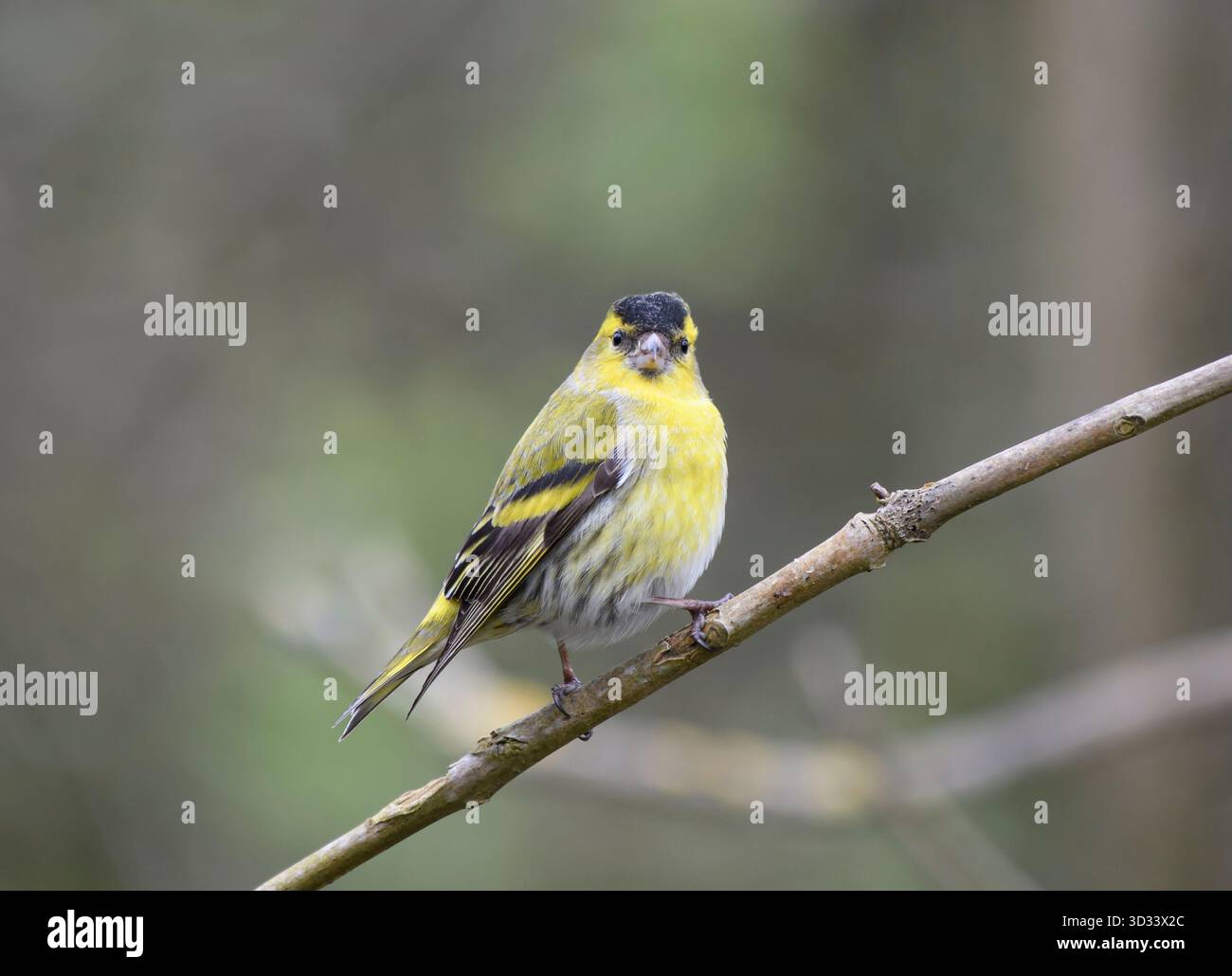 Eurasische siskin Carduelis spinus, männlich auf Baumzweig, Tyne and Wear, England, Großbritannien, März. Stockfoto