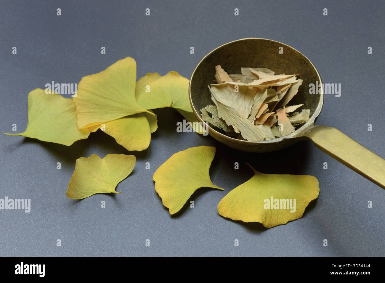 Ginkgo Blätter in Kelle, Ginkgo biloba Stockfoto