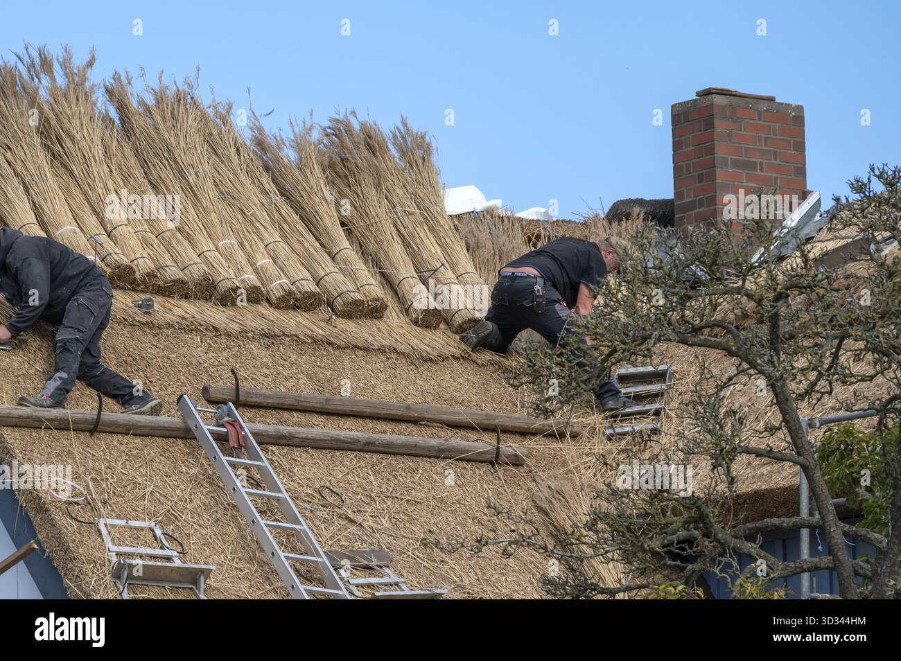 Ein Reetdach ist überdacht, Wieck a. Darss, Ostsee, Mecklenburg-Vorpommern, Deutschland Stockfoto