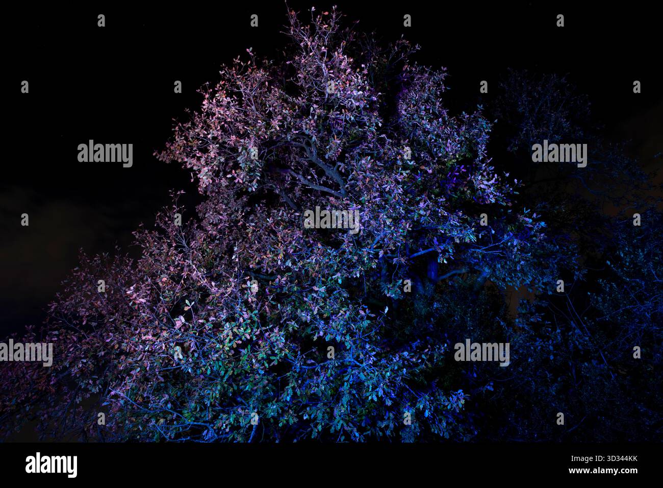 Alte Eiche im Herbst beleuchtet bei Nacht mit farbiger LED-Beleuchtung. Stockfoto